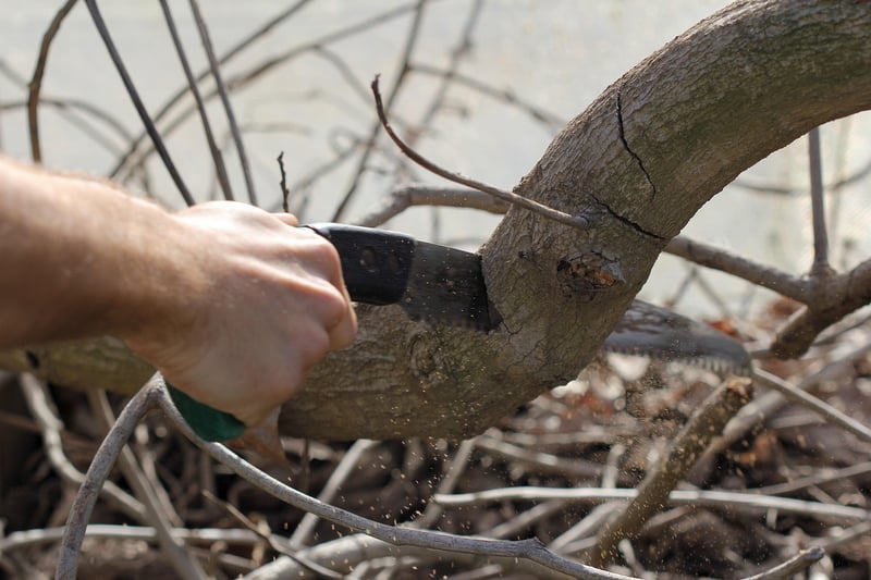 Gardener pruning a branch