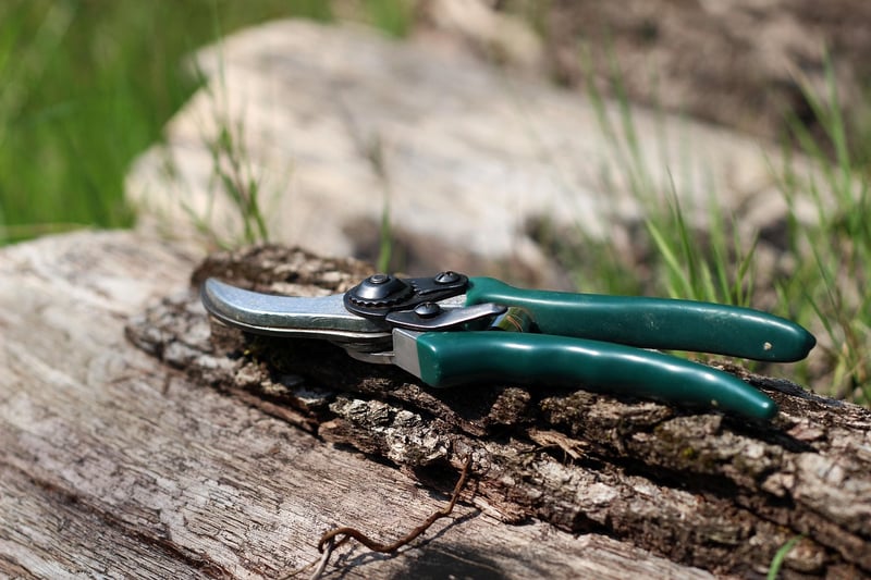 Pruning in the garden