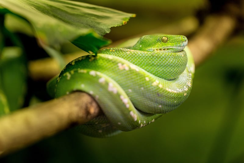 Snake Plant